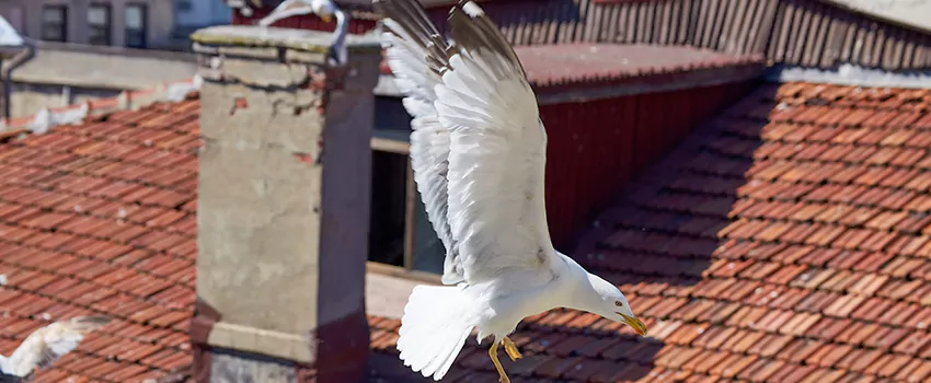 Residential Chimney Animal Removal Solution in Shenandoah, LA