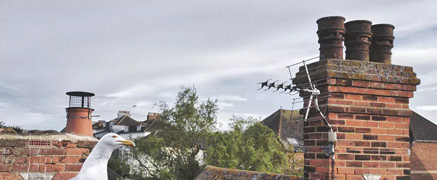 Chimney Cleaning And Restoration in Shenandoah, Louisiana